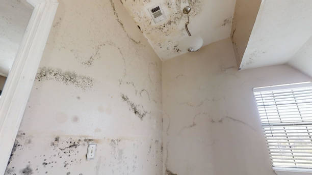 Best Mold-Related Health Consultation  in Anaheim, CA