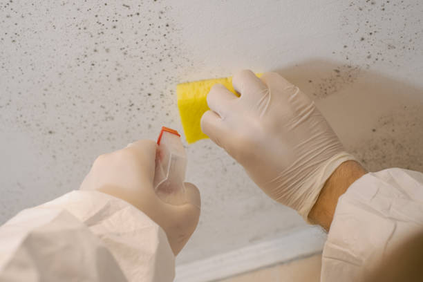 Trusted Anaheim, CA Mold Removal Experts