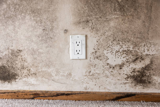 Best Attic Mold Removal  in Anaheim, CA