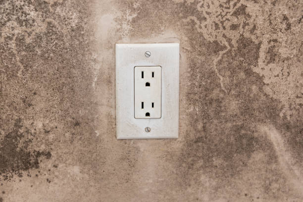 Best Mold Damage Restoration  in Anaheim, CA