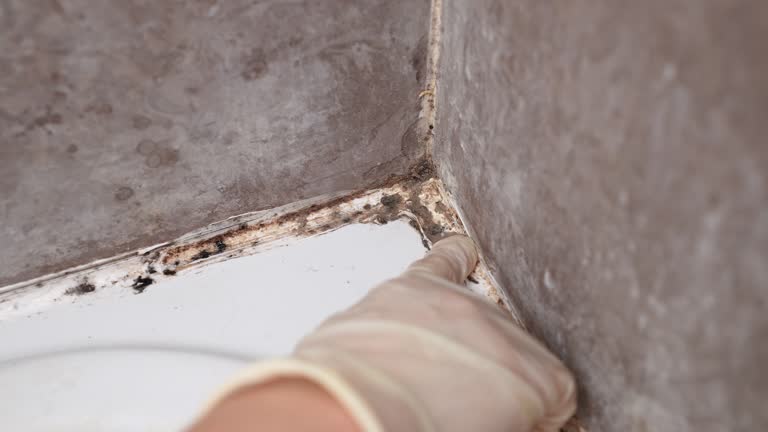 Best Mold Documentation for Insurance Claims  in Anaheim, CA